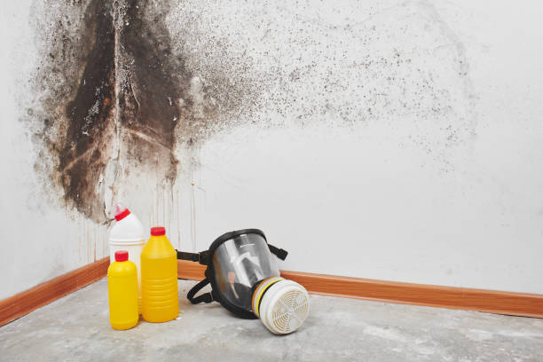Best Attic Mold Removal  in Silver Firs, WA