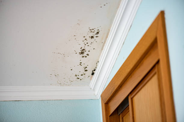 Best Mold Damage Repair  in Silver Firs, WA