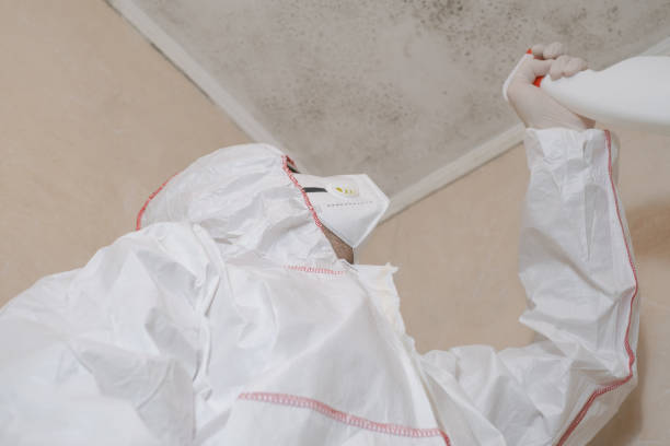Best Same-Day Mold Removal  in Silver Firs, WA