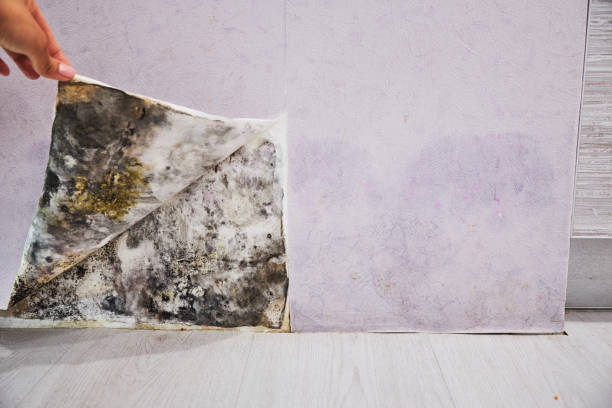 Trusted Silver Firs, WA Mold Removal Experts